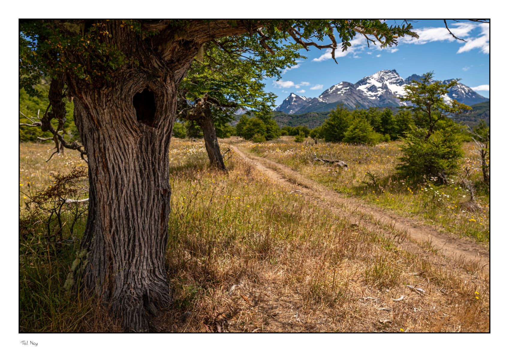 Guiding Tree - majestic tree standing in a lush forest clearing